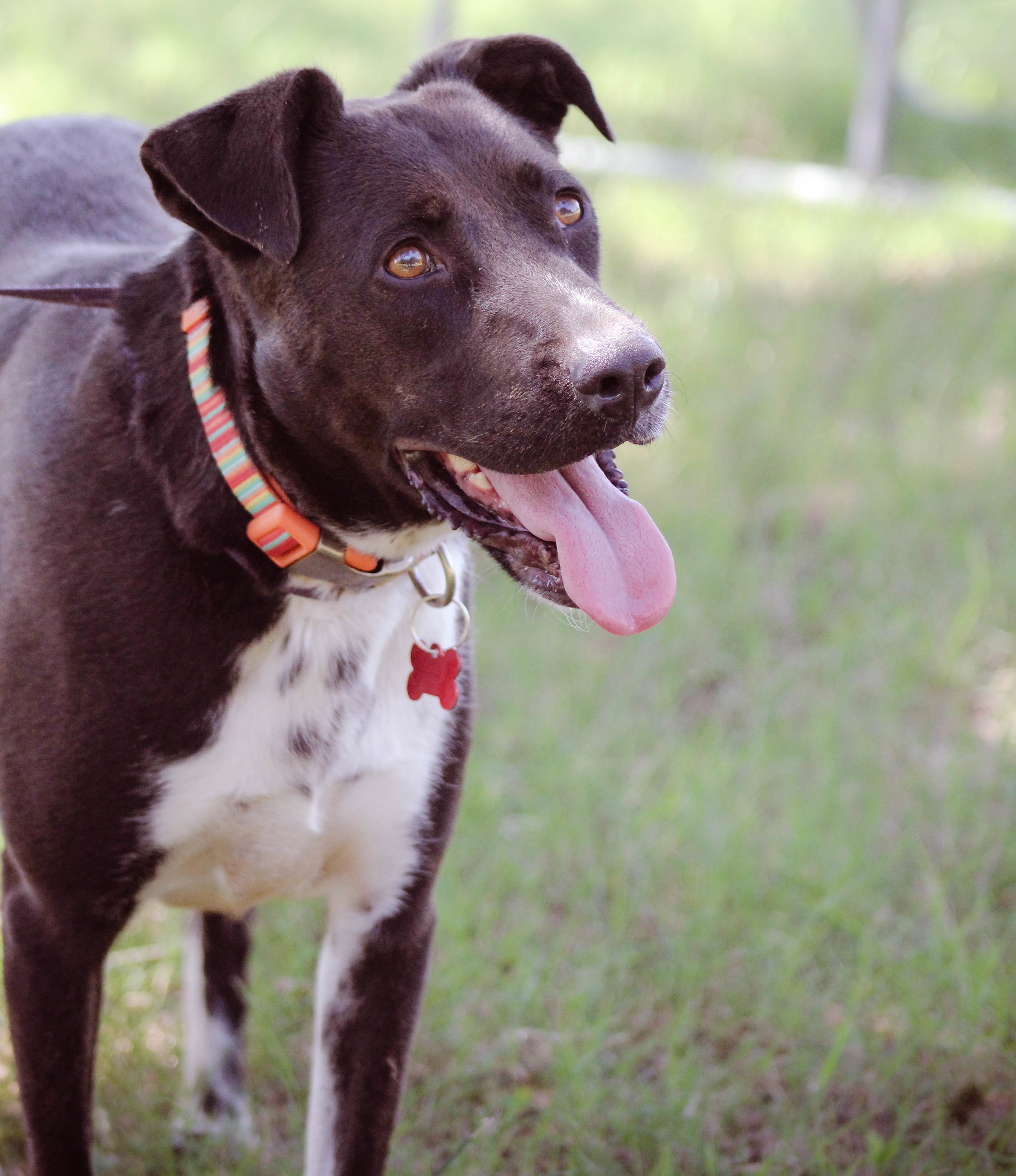 Darby, an adoptable Border Collie in Blanchard, OK, 73010 | Photo Image 2