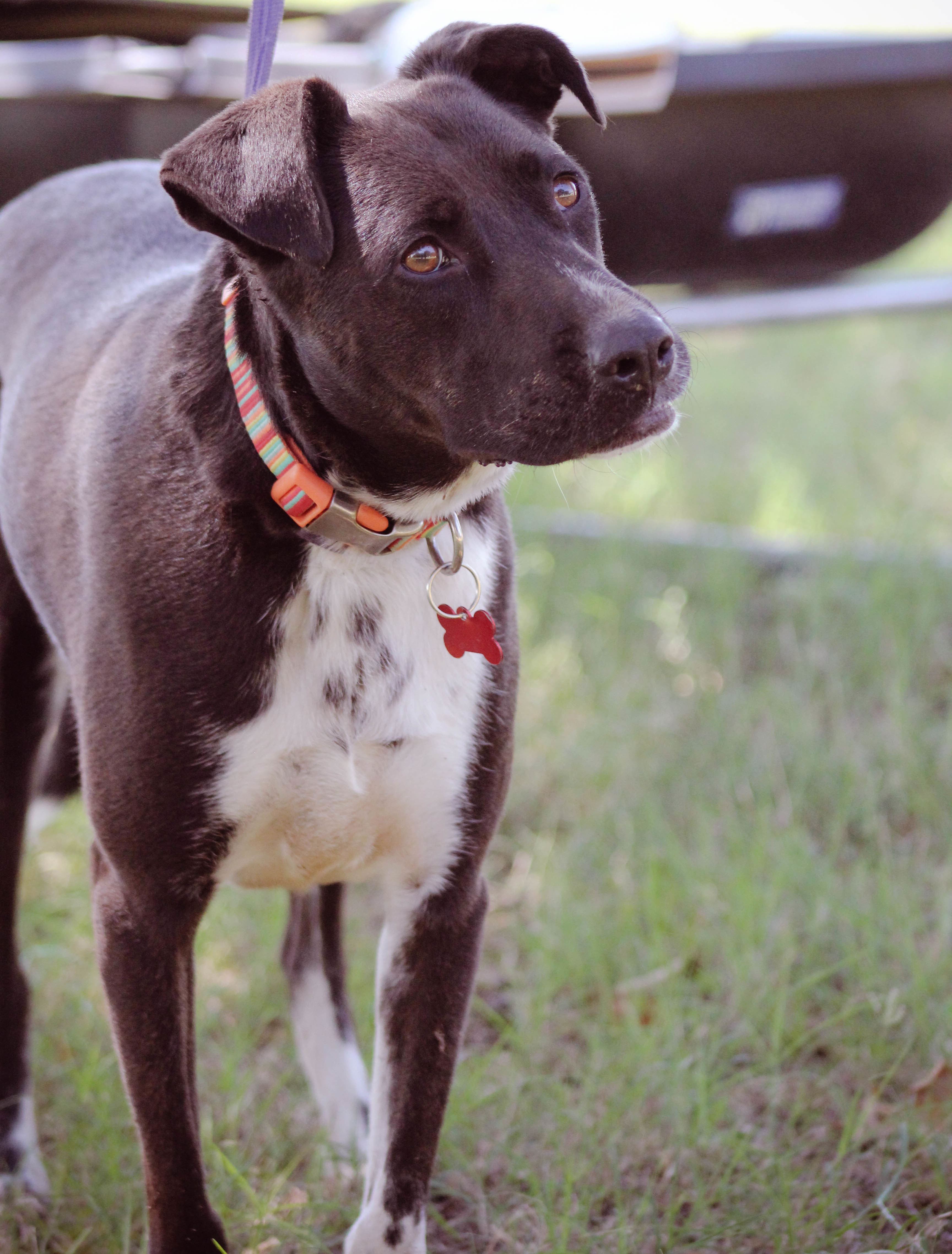 Darby, an adoptable Border Collie in Blanchard, OK, 73010 | Photo Image 3