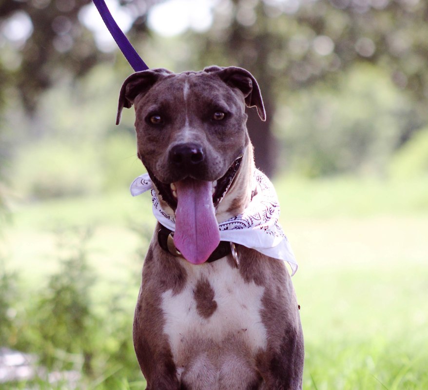 Crowley, an adoptable Pit Bull Terrier in Blanchard, OK, 73010 | Photo Image 1