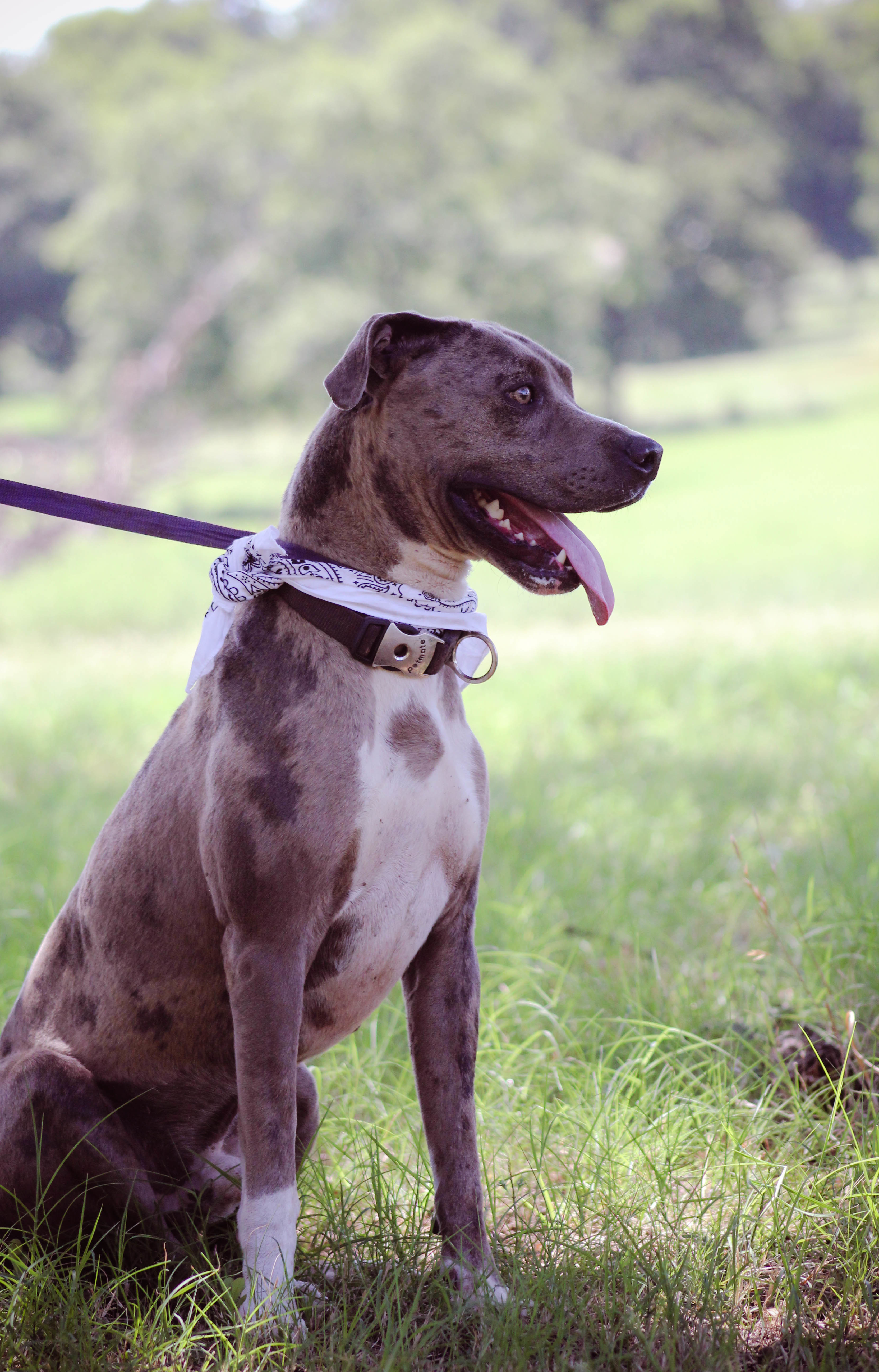 Crowley, an adoptable Pit Bull Terrier in Blanchard, OK, 73010 | Photo Image 2