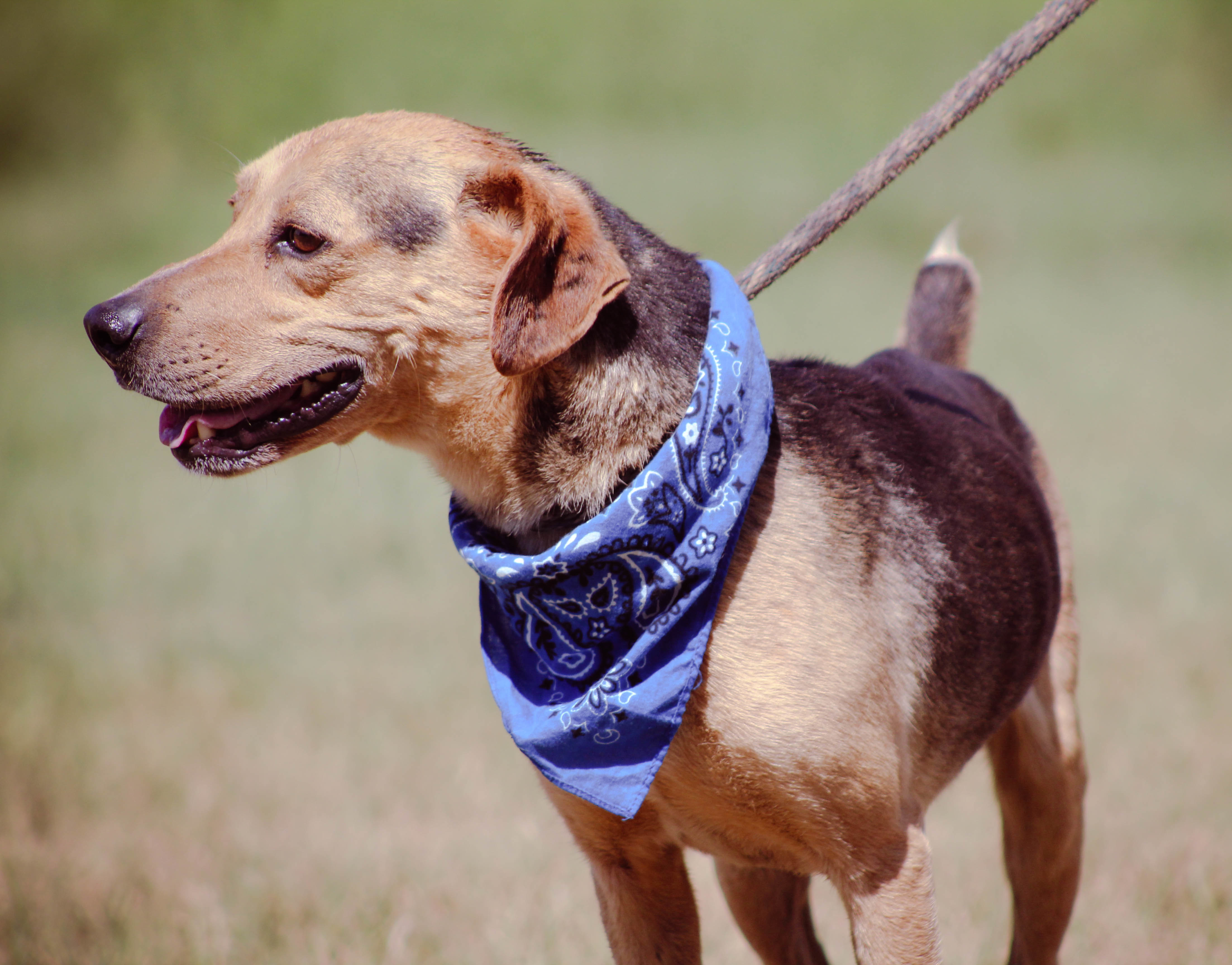 Hugo, an adoptable Beagle in Blanchard, OK, 73010 | Photo Image 2