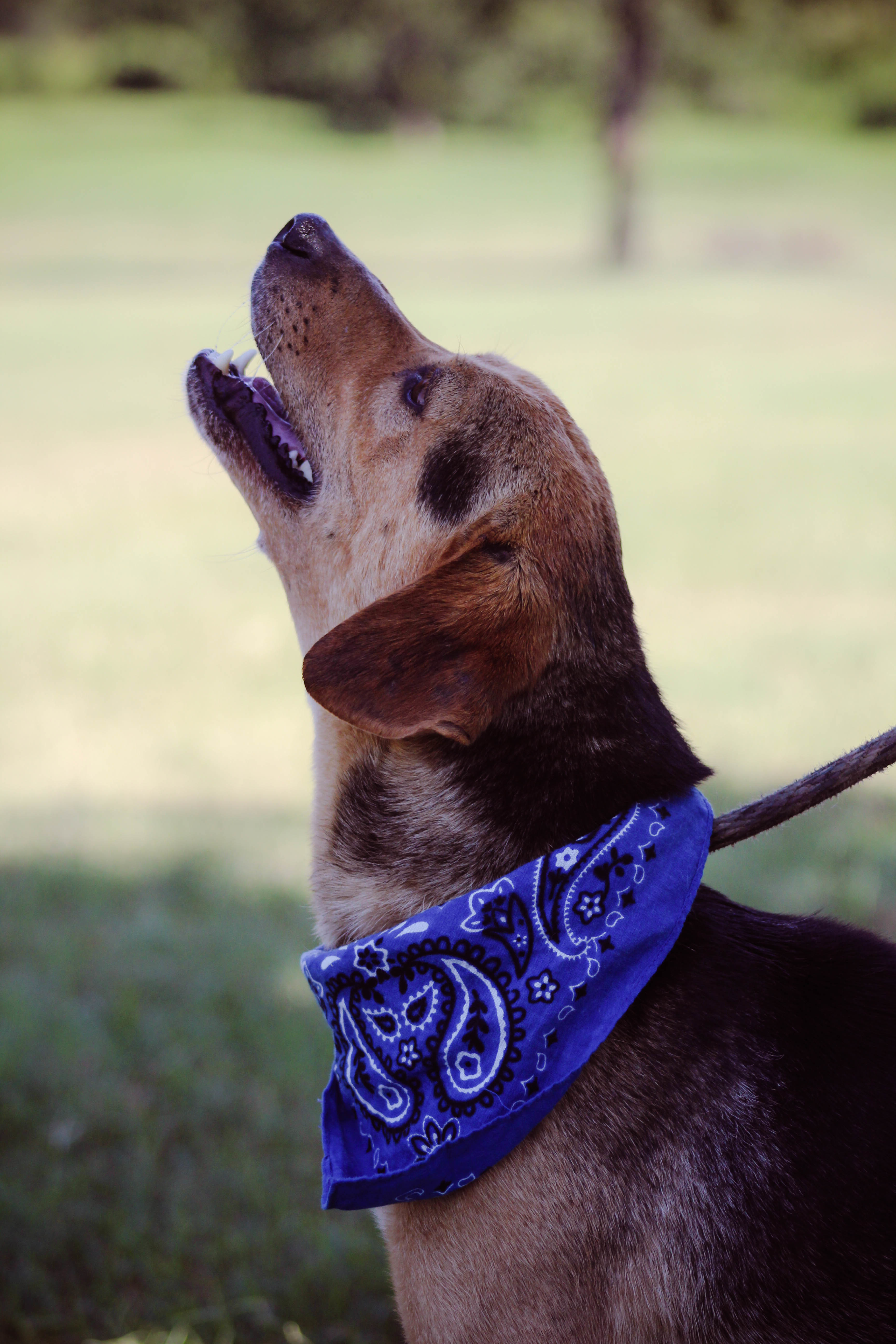 Hugo, an adoptable Beagle in Blanchard, OK, 73010 | Photo Image 3