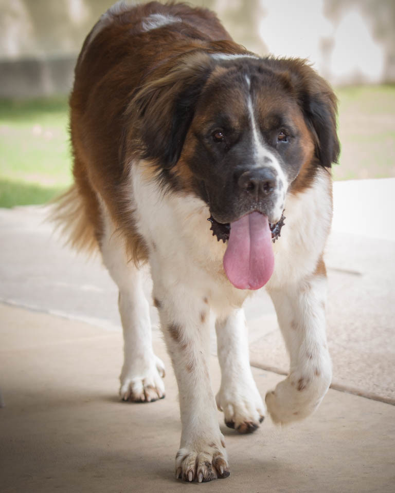 Gunther, an adoptable Saint Bernard in Glendale, AZ, 85310 | Photo Image 3