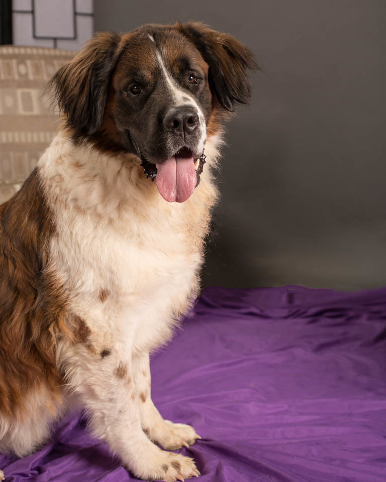 Gunther, an adoptable Saint Bernard in Glendale, AZ, 85310 | Photo Image 4