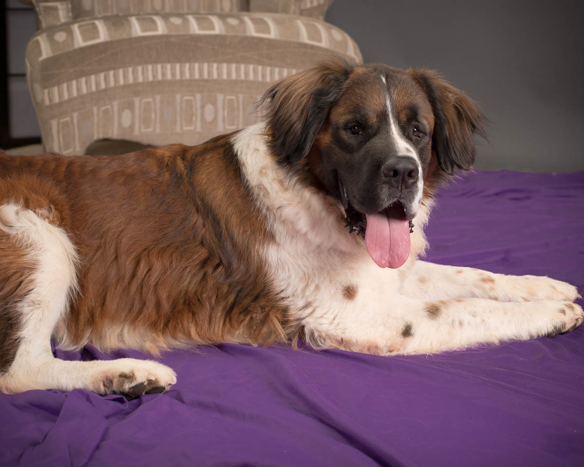 Gunther, an adoptable Saint Bernard in Glendale, AZ, 85310 | Photo Image 1