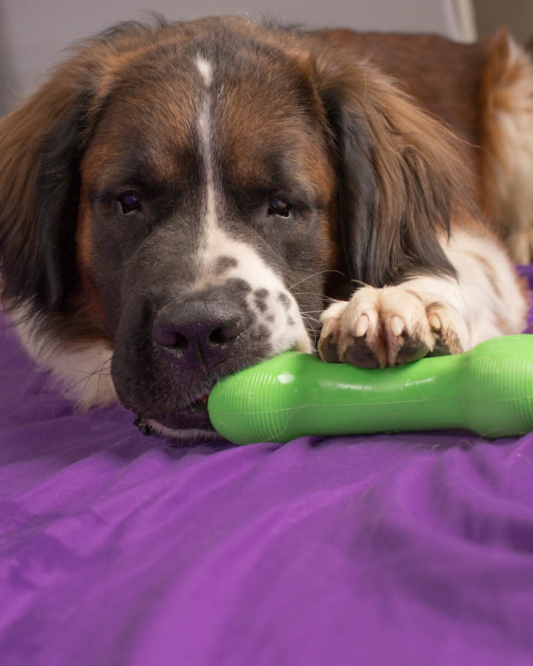 Gunther, an adoptable Saint Bernard in Glendale, AZ, 85310 | Photo Image 5