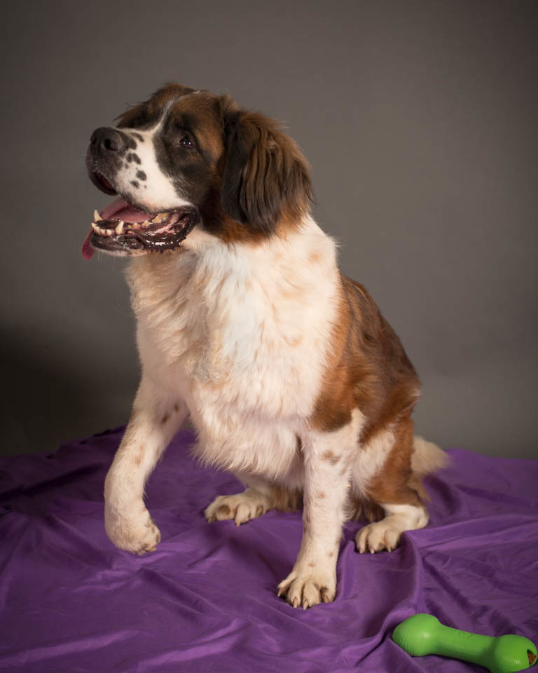 Gunther, an adoptable Saint Bernard in Glendale, AZ, 85310 | Photo Image 6