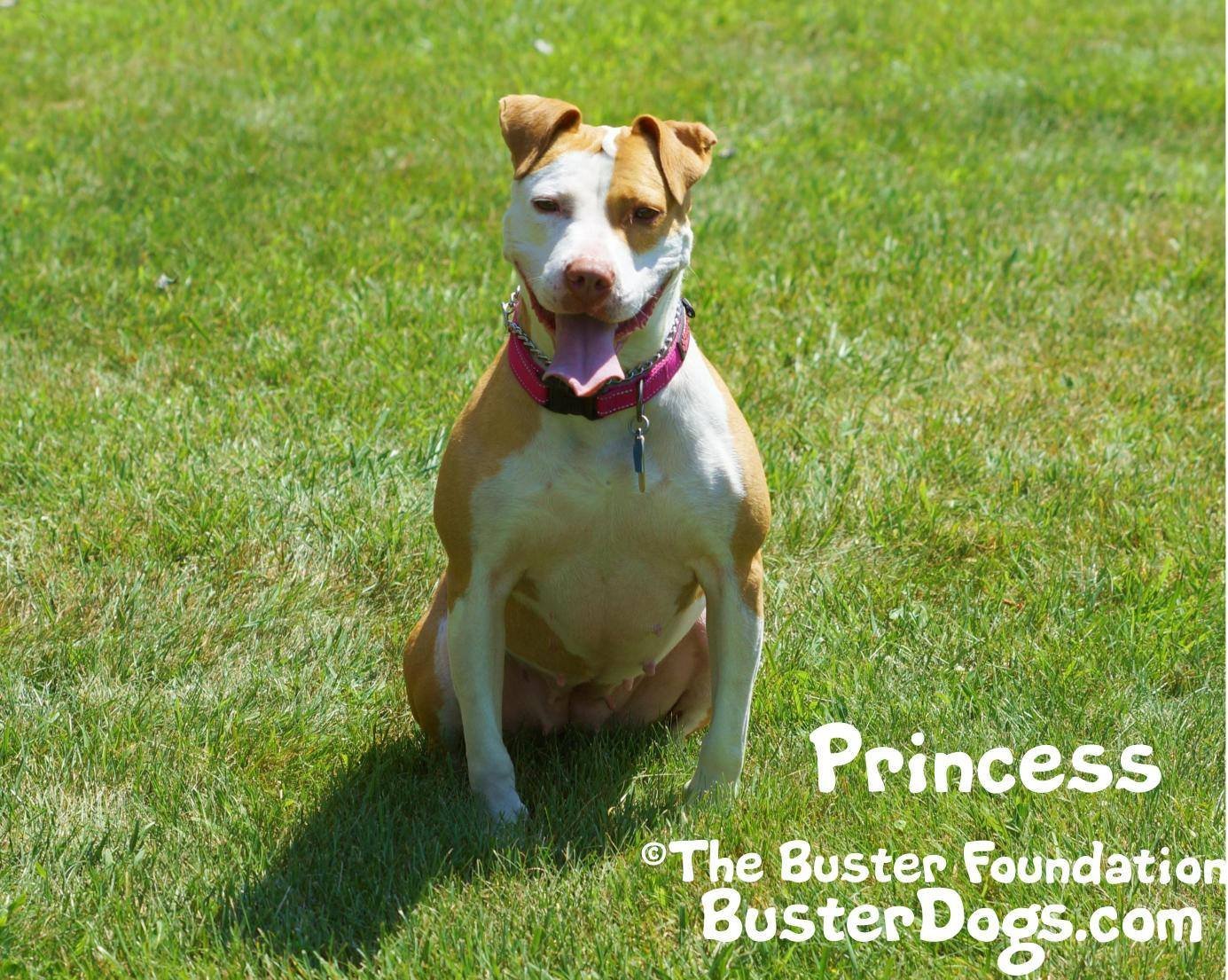 Princess, an adoptable Pit Bull Terrier in Belleville, MI, 48111 | Photo Image 2