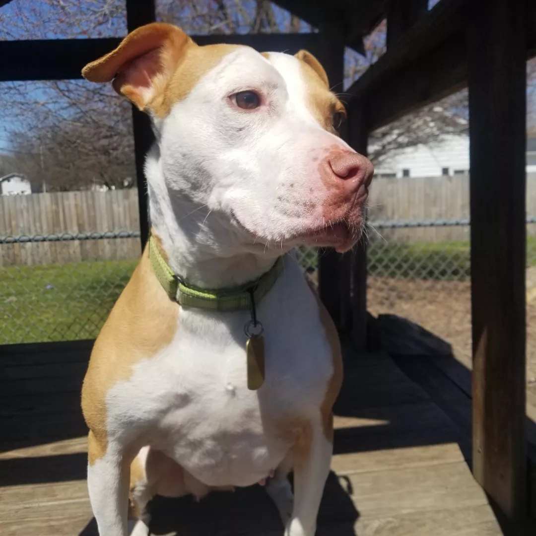 Princess, an adoptable Pit Bull Terrier in Belleville, MI, 48111 | Photo Image 3