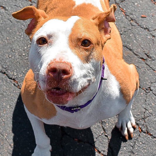 Princess, an adoptable Pit Bull Terrier in Belleville, MI, 48111 | Photo Image 4