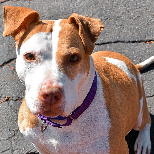 Princess, an adoptable Pit Bull Terrier Mix in Belleville, MI_image-1
