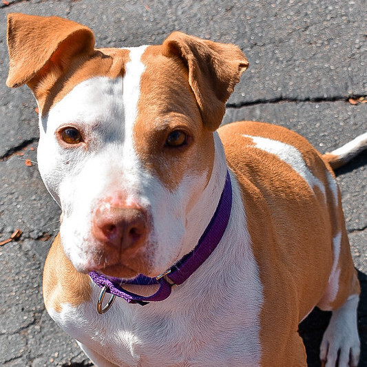 Dog for adoption - Dogo girls (Brava, Bonnie, Bella), a Dogo Argentino in  Belleville, MI