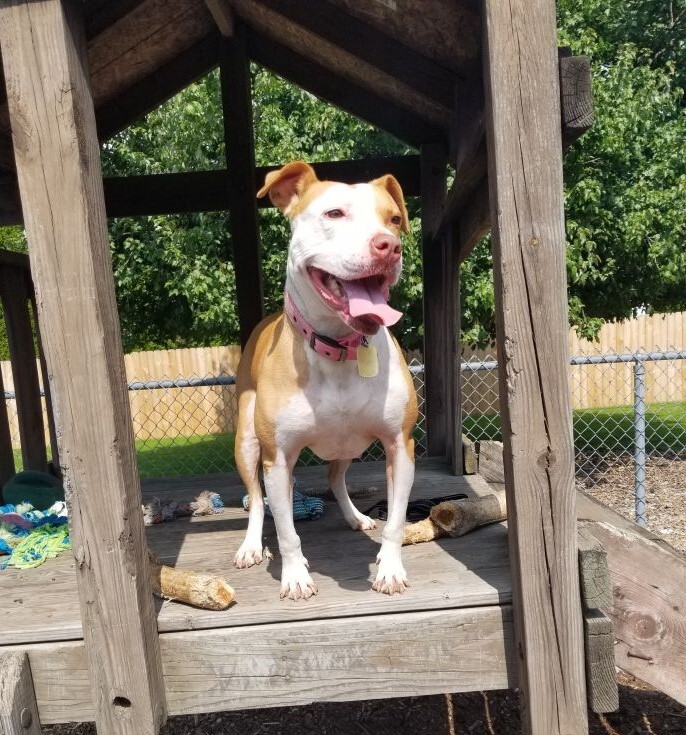 Princess, an adoptable Pit Bull Terrier in Belleville, MI, 48111 | Photo Image 5