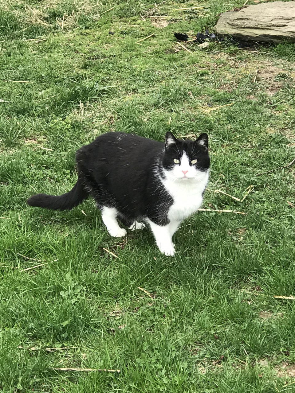 Zoey, an adoptable Domestic Short Hair in Sistersville, WV, 26175 | Photo Image 2