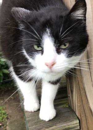 Zoey, Adult Female unknown