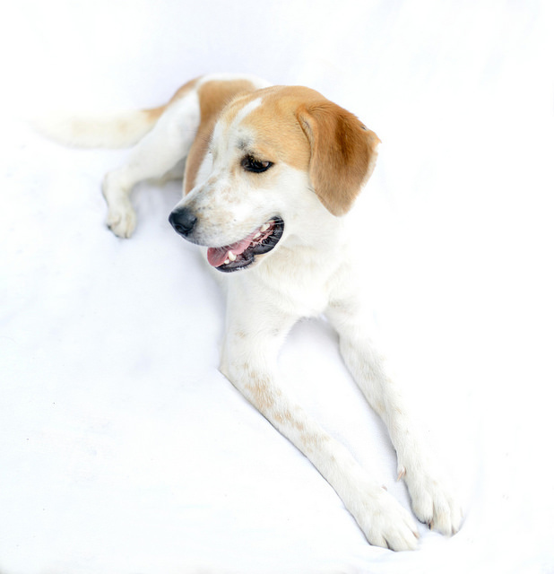 Preston, an adopted Great Pyrenees Mix in Cincinnati, OH_image-3