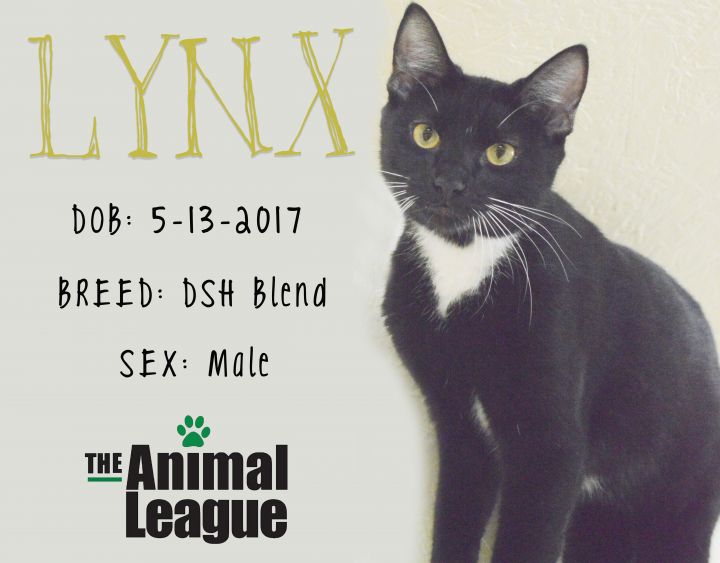 Lynx 4