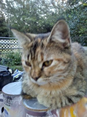 Cat For Adoption Nugget A Domestic Short Hair Tabby Mix In
