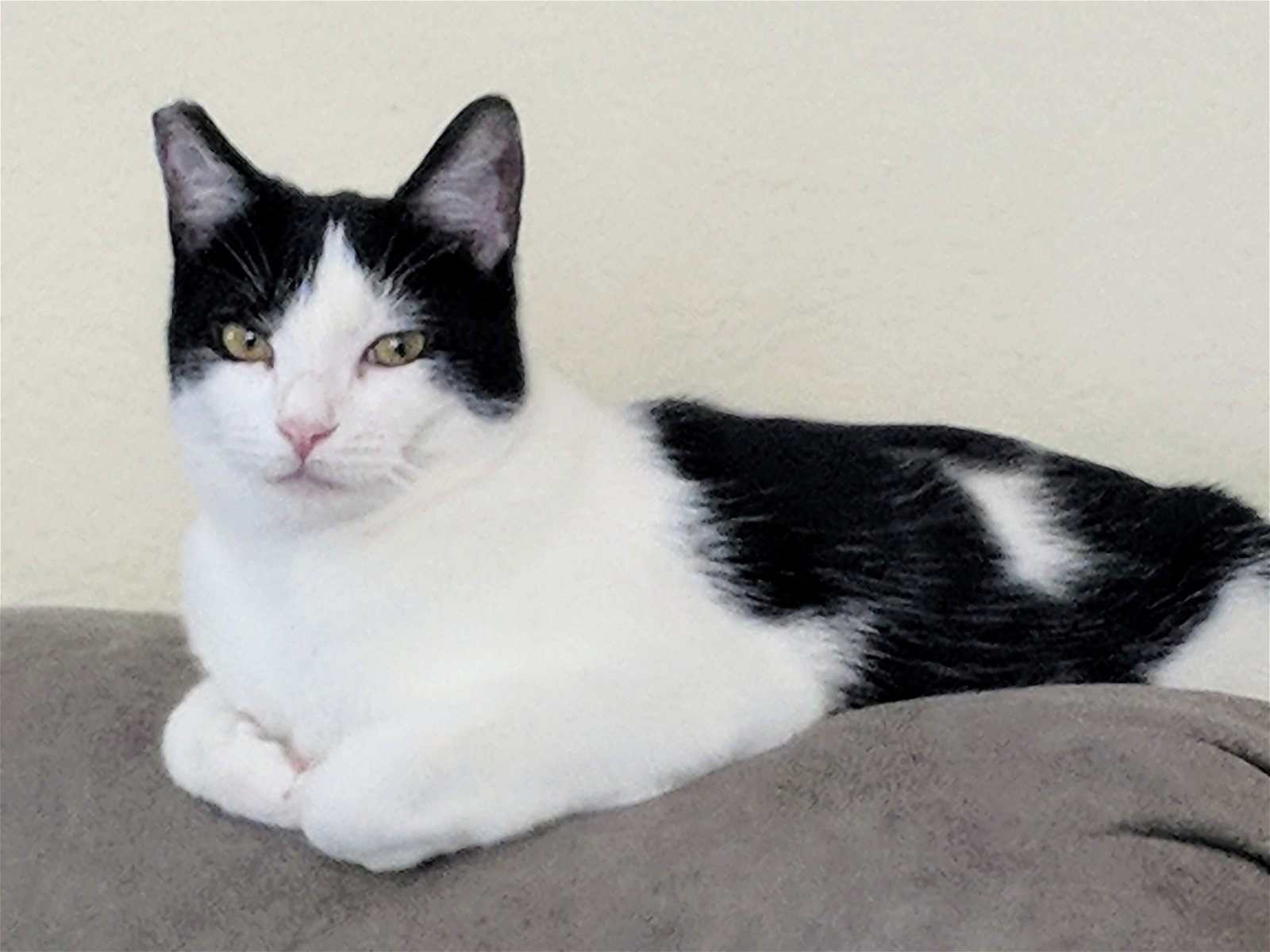 Zavier, an adoptable Domestic Short Hair in Los Angeles, CA, 90039 | Photo Image 1