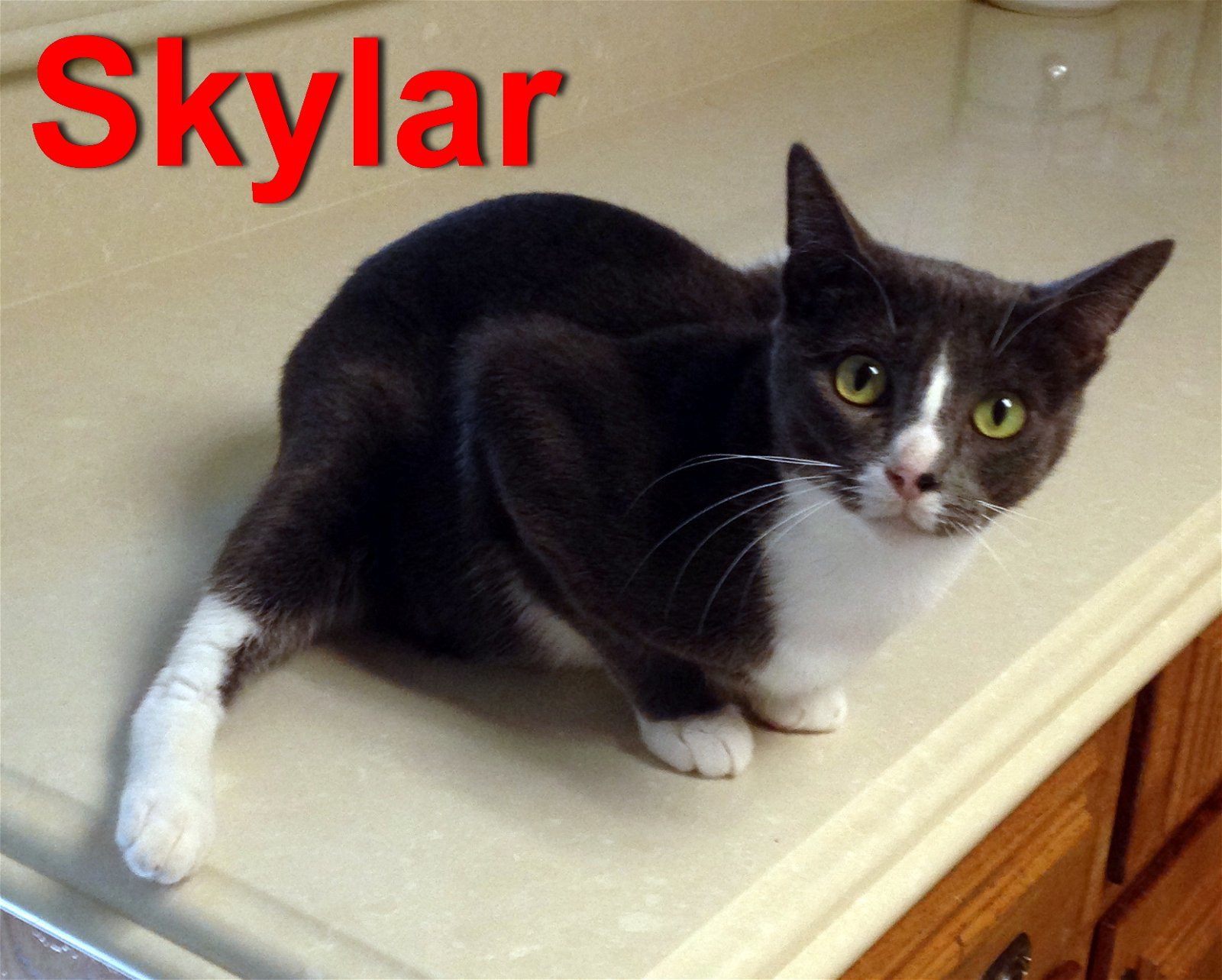 Sky (aka Skylar), an adoptable Tuxedo in Alvin, TX, 77512 | Photo Image 2