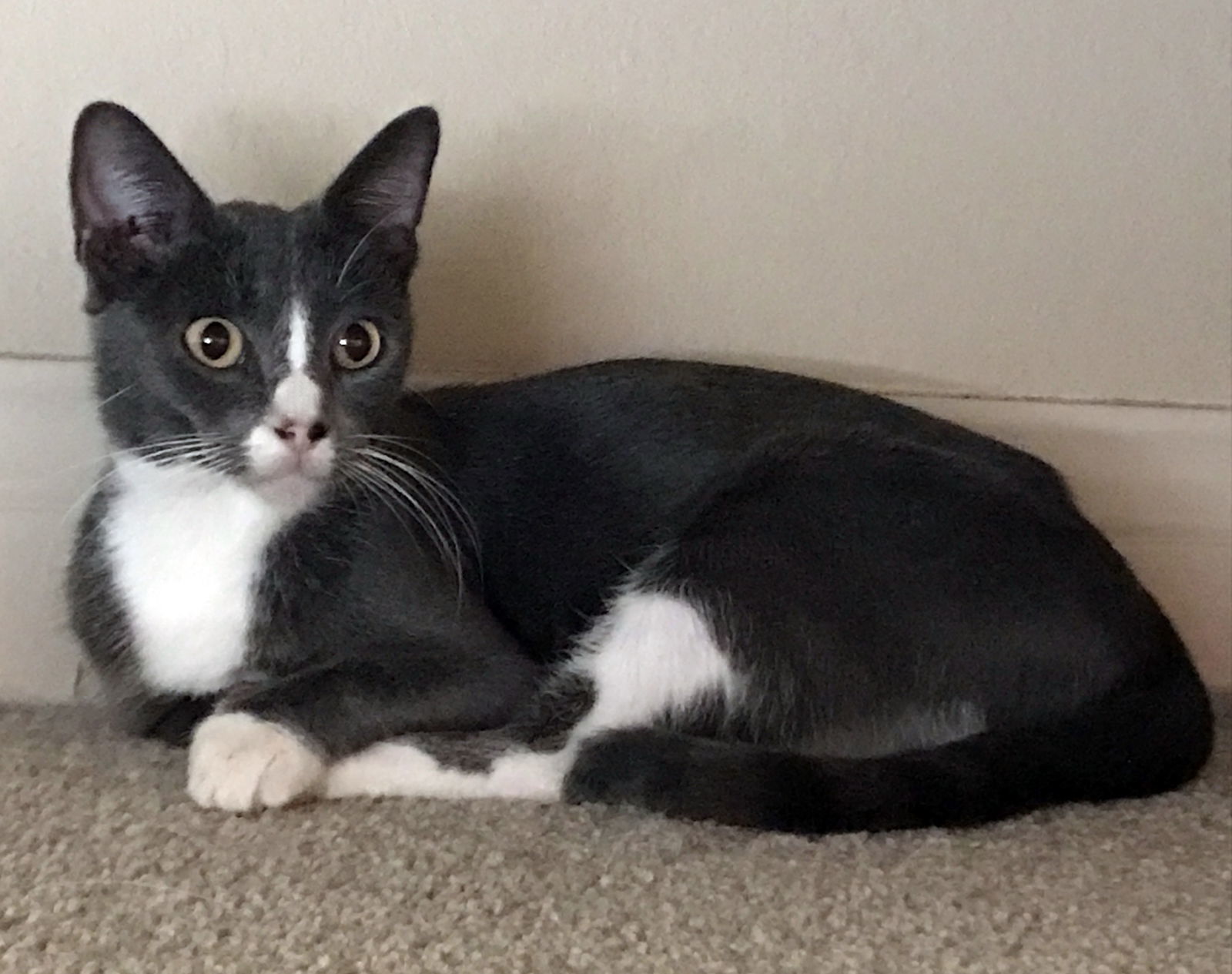 Sky (aka Skylar), an adoptable Tuxedo in Alvin, TX, 77512 | Photo Image 1