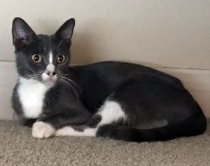 Sky (aka Skylar), Young Female unknown