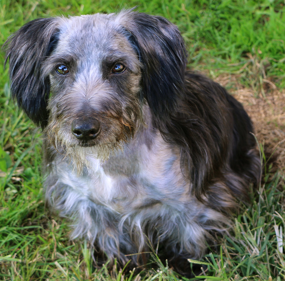 Kojo, an adoptable Dachshund in Charles Town, WV, 25414 | Photo Image 2