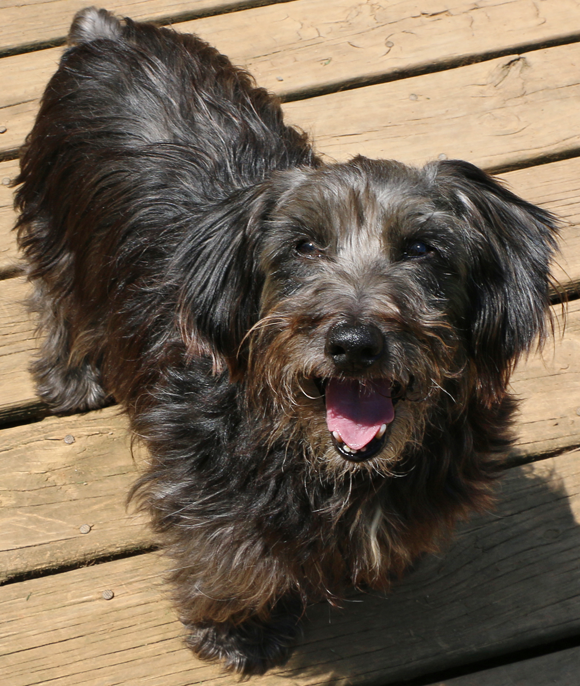 Kojo, an adoptable Dachshund in Charles Town, WV, 25414 | Photo Image 3