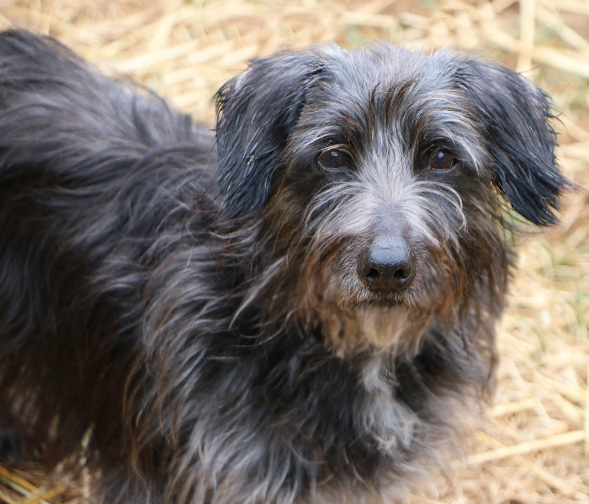 Kojo, an adoptable Dachshund in Charles Town, WV, 25414 | Photo Image 4