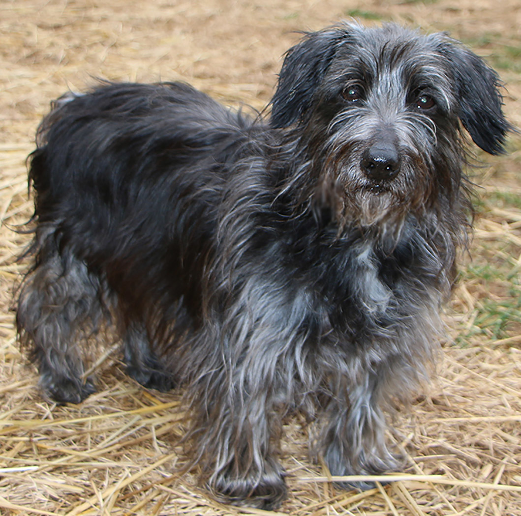 Kojo, an adoptable Dachshund in Charles Town, WV, 25414 | Photo Image 5