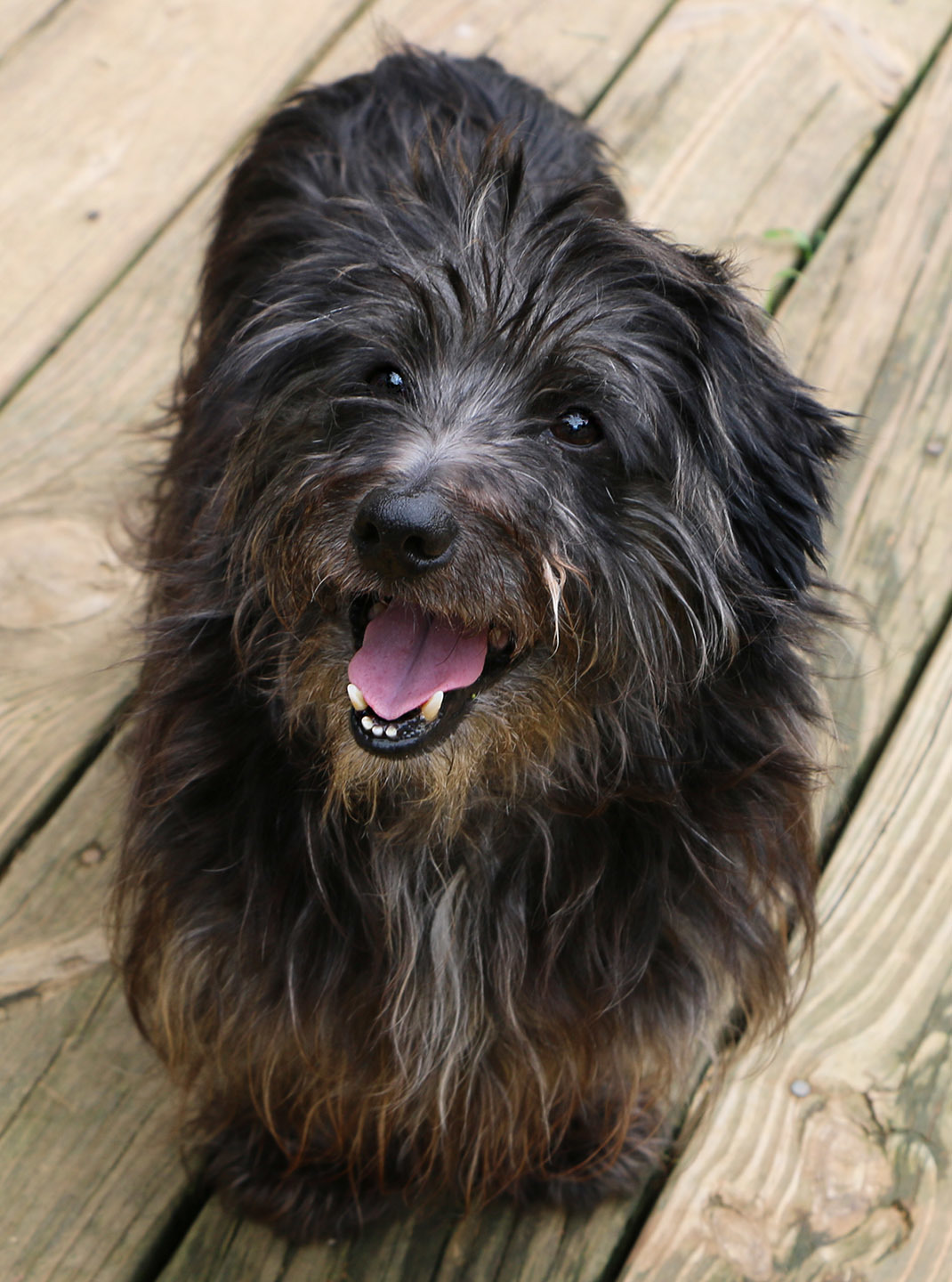 Kojo, an adoptable Dachshund in Charles Town, WV, 25414 | Photo Image 6