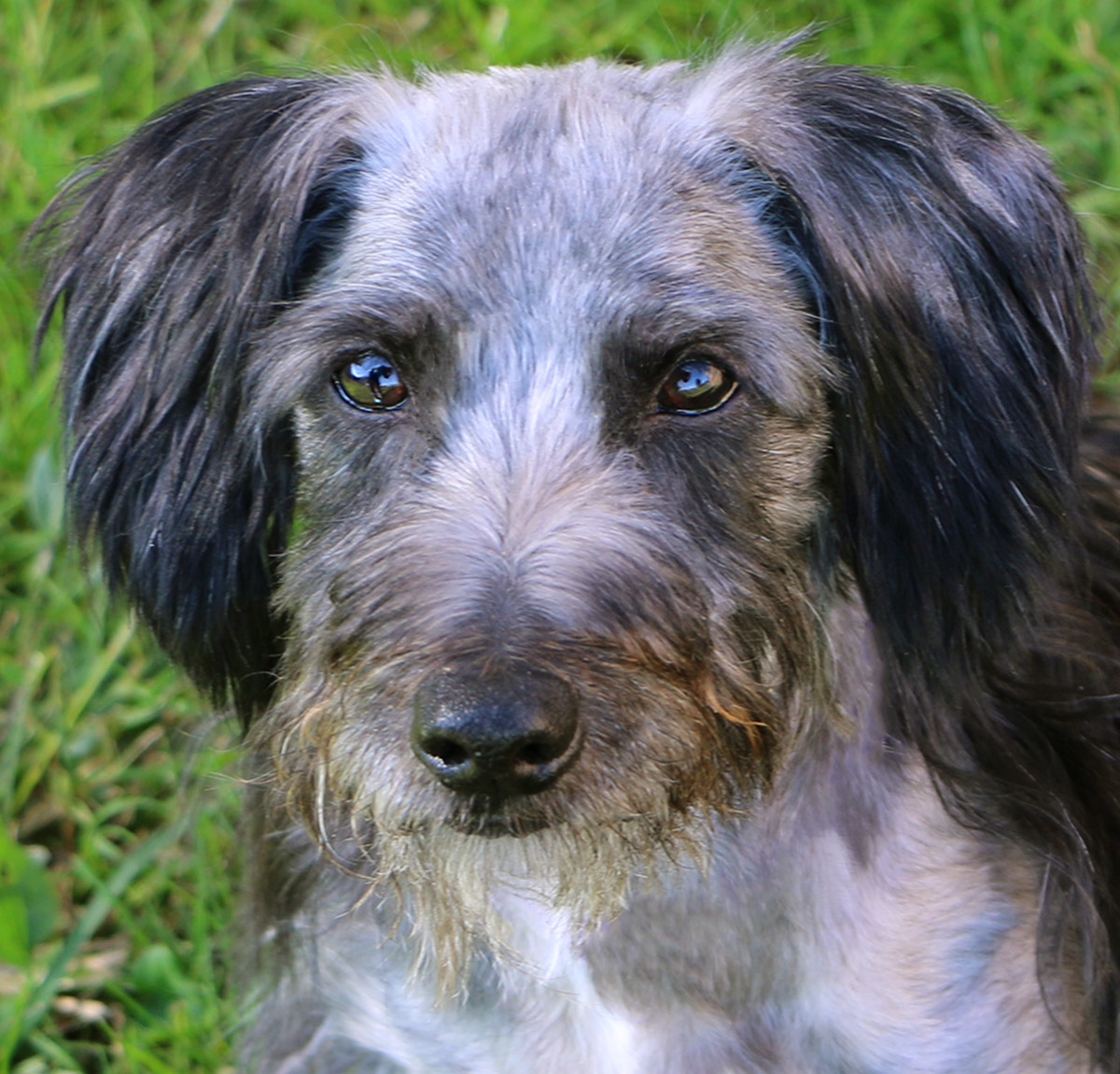 Kojo, an adoptable Dachshund in Charles Town, WV, 25414 | Photo Image 1