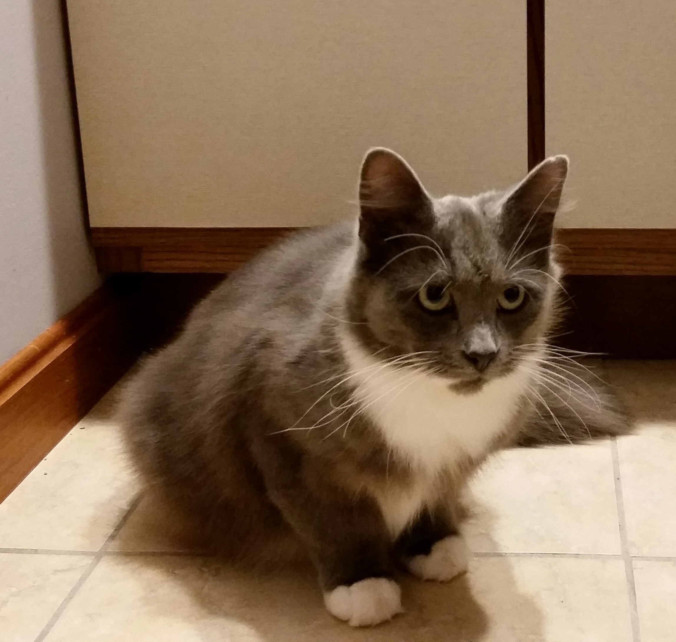 SMOKEY, an adoptable Russian Blue, Domestic Medium Hair in Sardinia, OH, 45171 | Photo Image 2