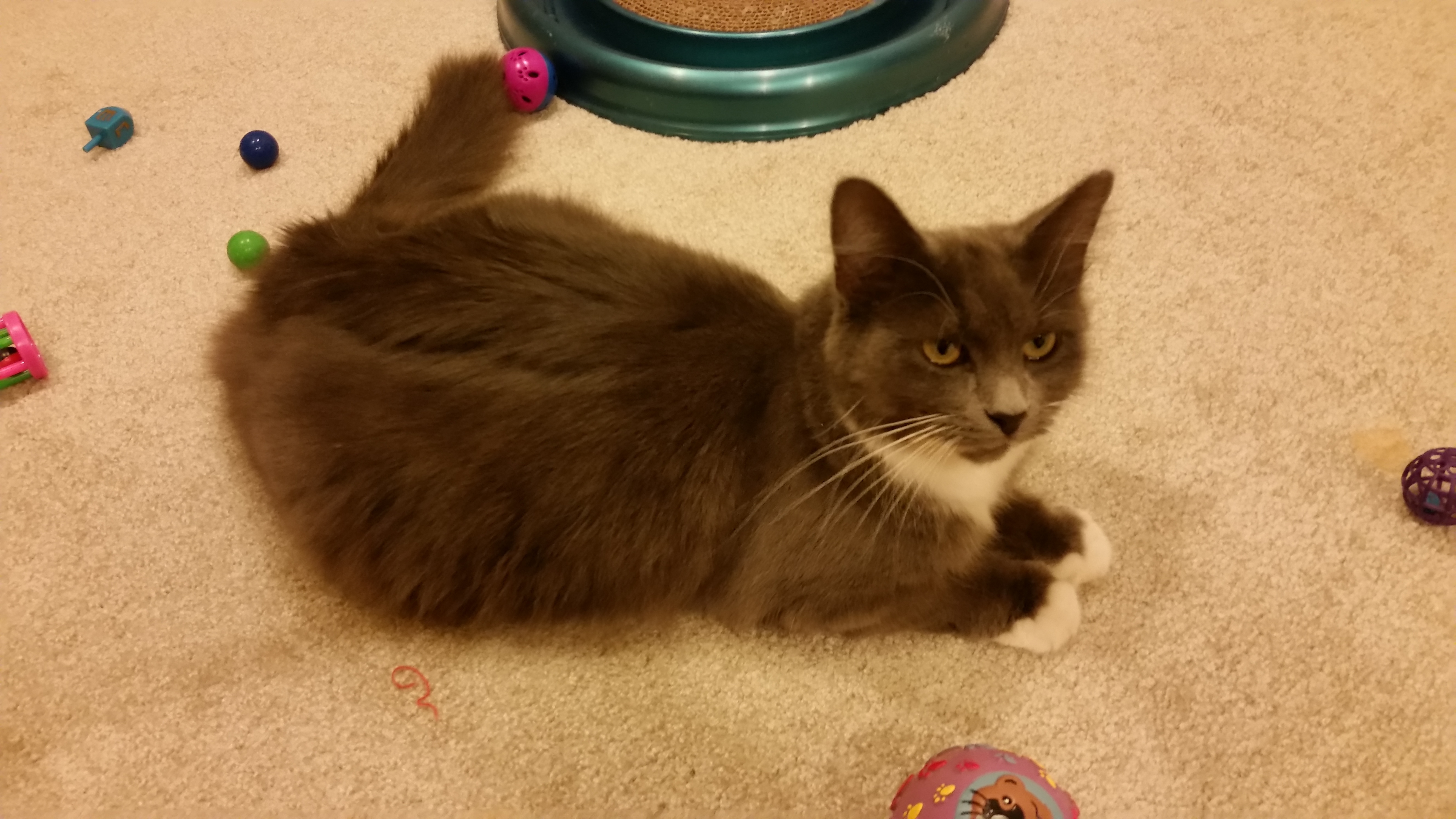 SMOKEY, an adoptable Russian Blue, Domestic Medium Hair in Sardinia, OH, 45171 | Photo Image 5