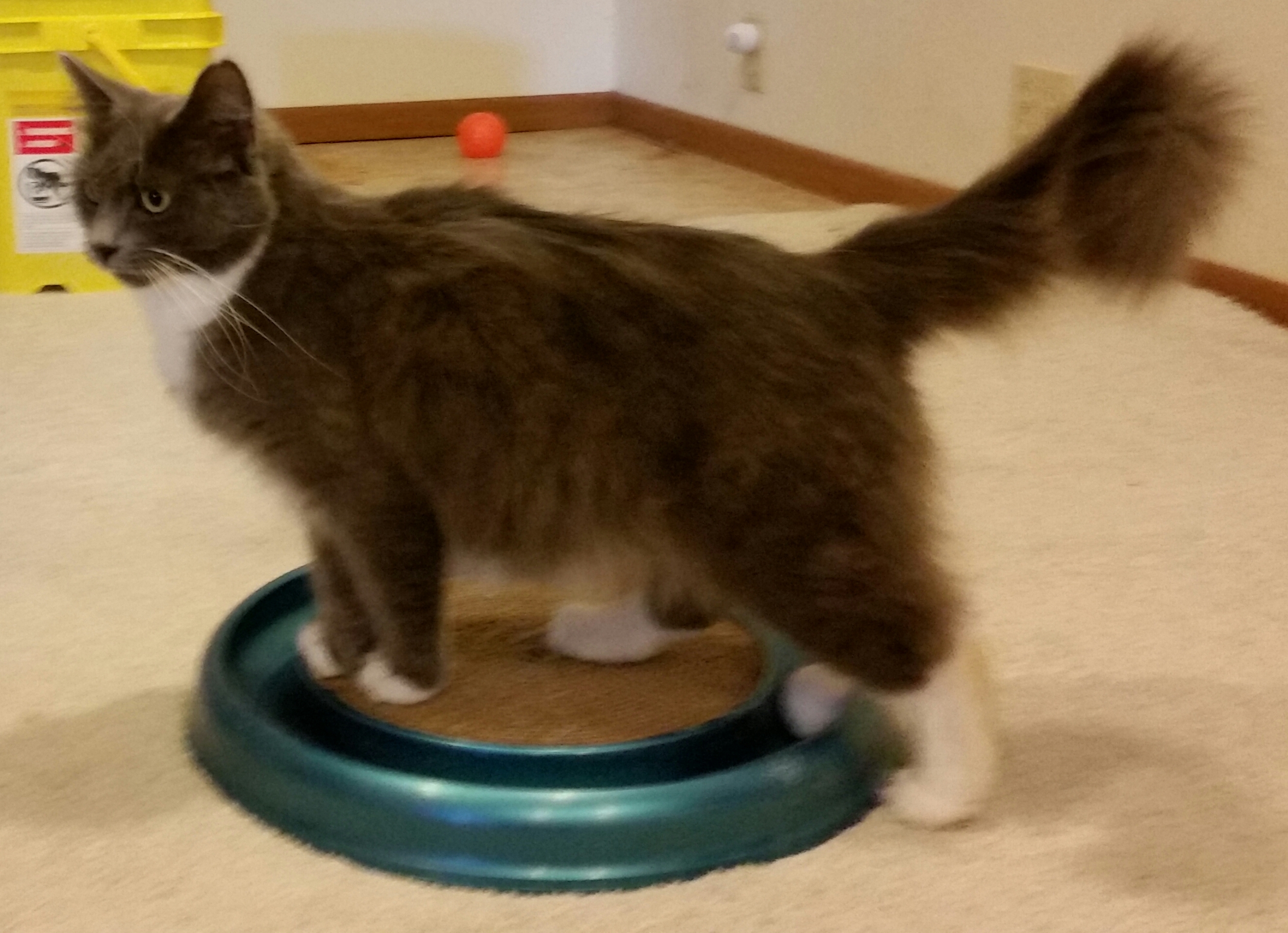 SMOKEY, an adoptable Russian Blue, Domestic Medium Hair in Sardinia, OH, 45171 | Photo Image 6