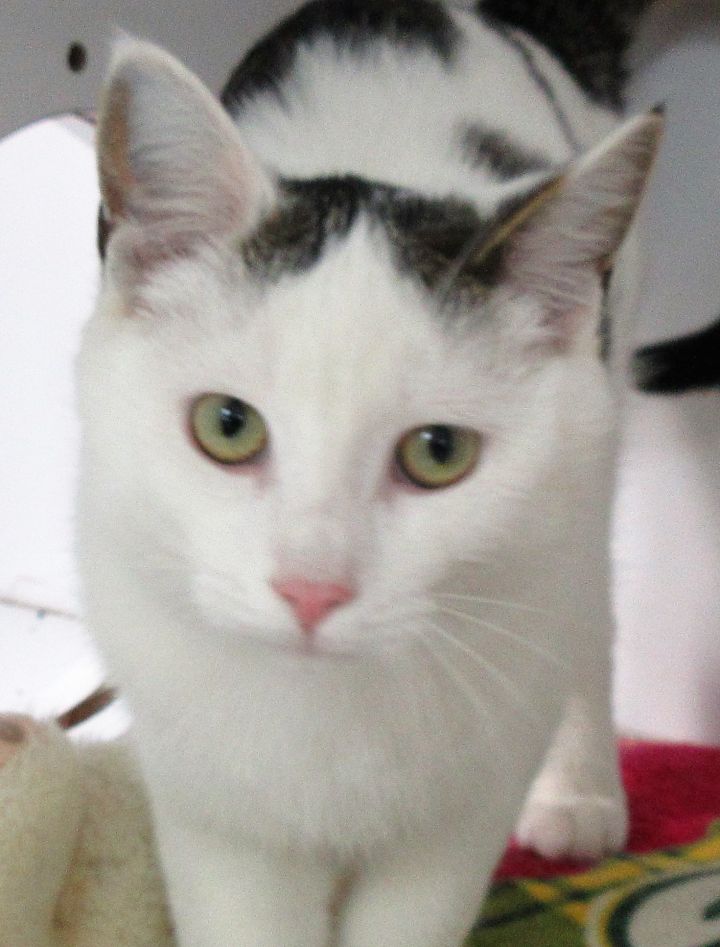 Kenji , an adoptable Domestic Short Hair in Neillsville, WI_image-1