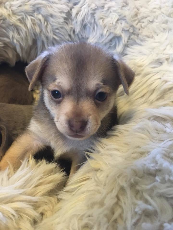 Chihuahua Pups 1