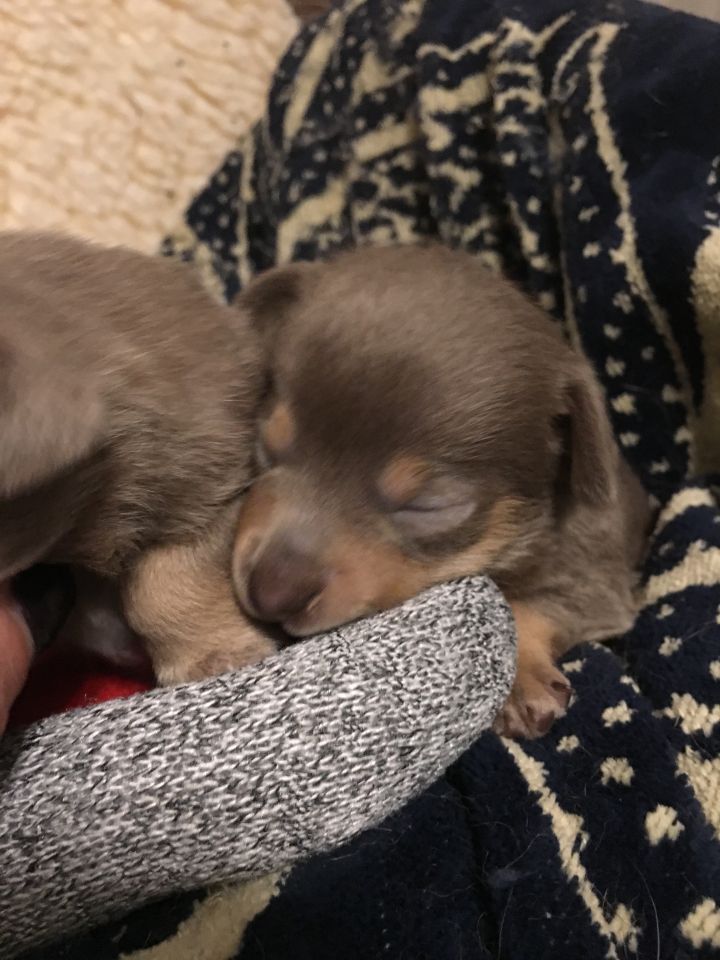 Chihuahua Pups 3