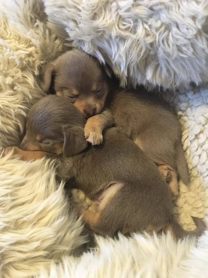 Chihuahua Pups 4