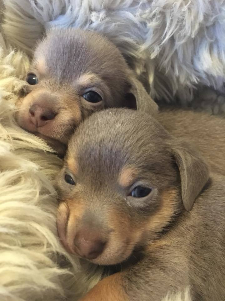 Chihuahua Pups 5
