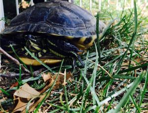 Mr. Tuttle, Adult Male unknown