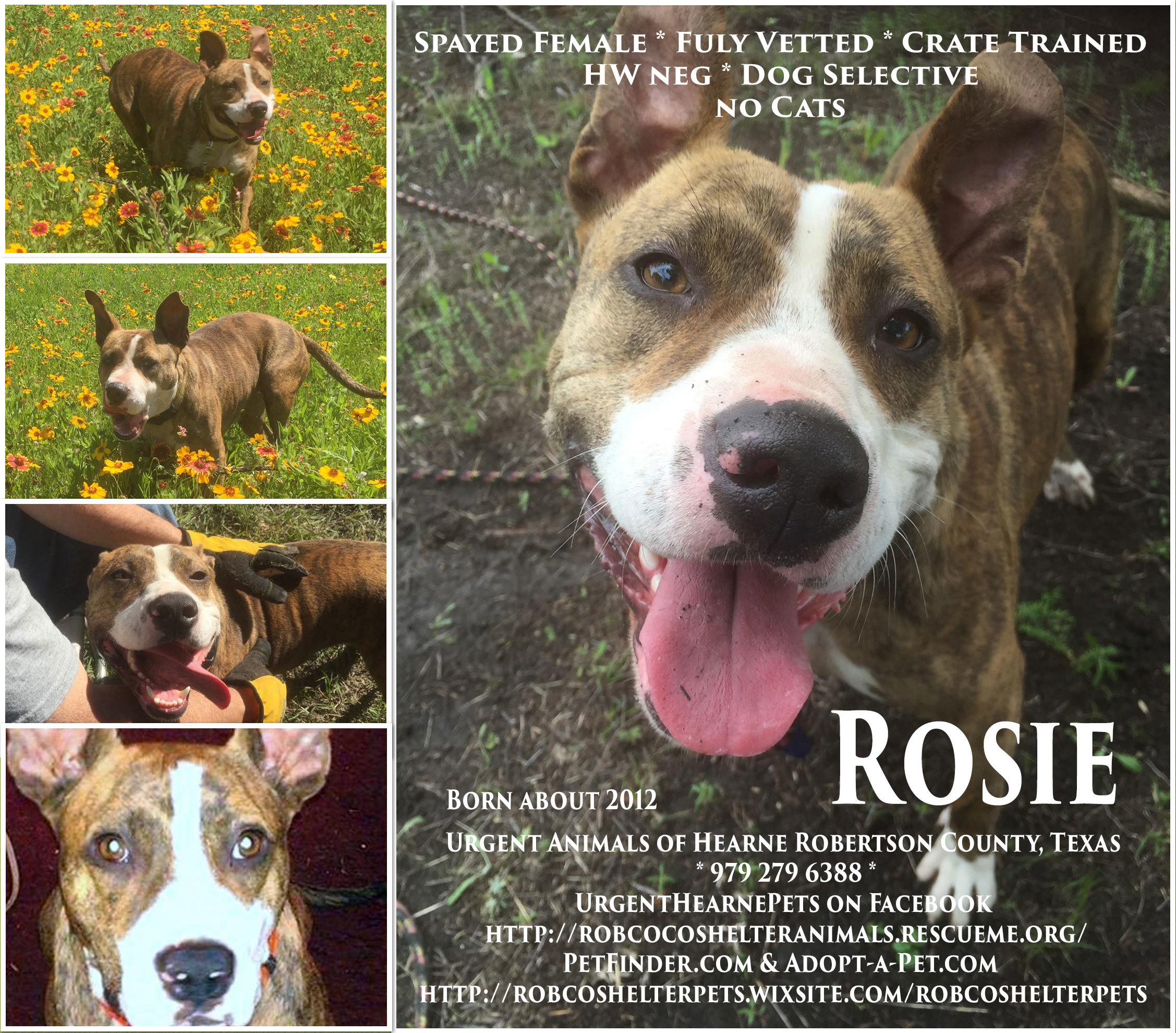 Rosie, an adoptable American Staffordshire Terrier in Hearne, TX, 77859 | Photo Image 1