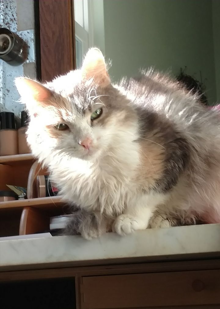 Cat For Adoption Lee Lee A Maine Coon Domestic Long Hair Mix