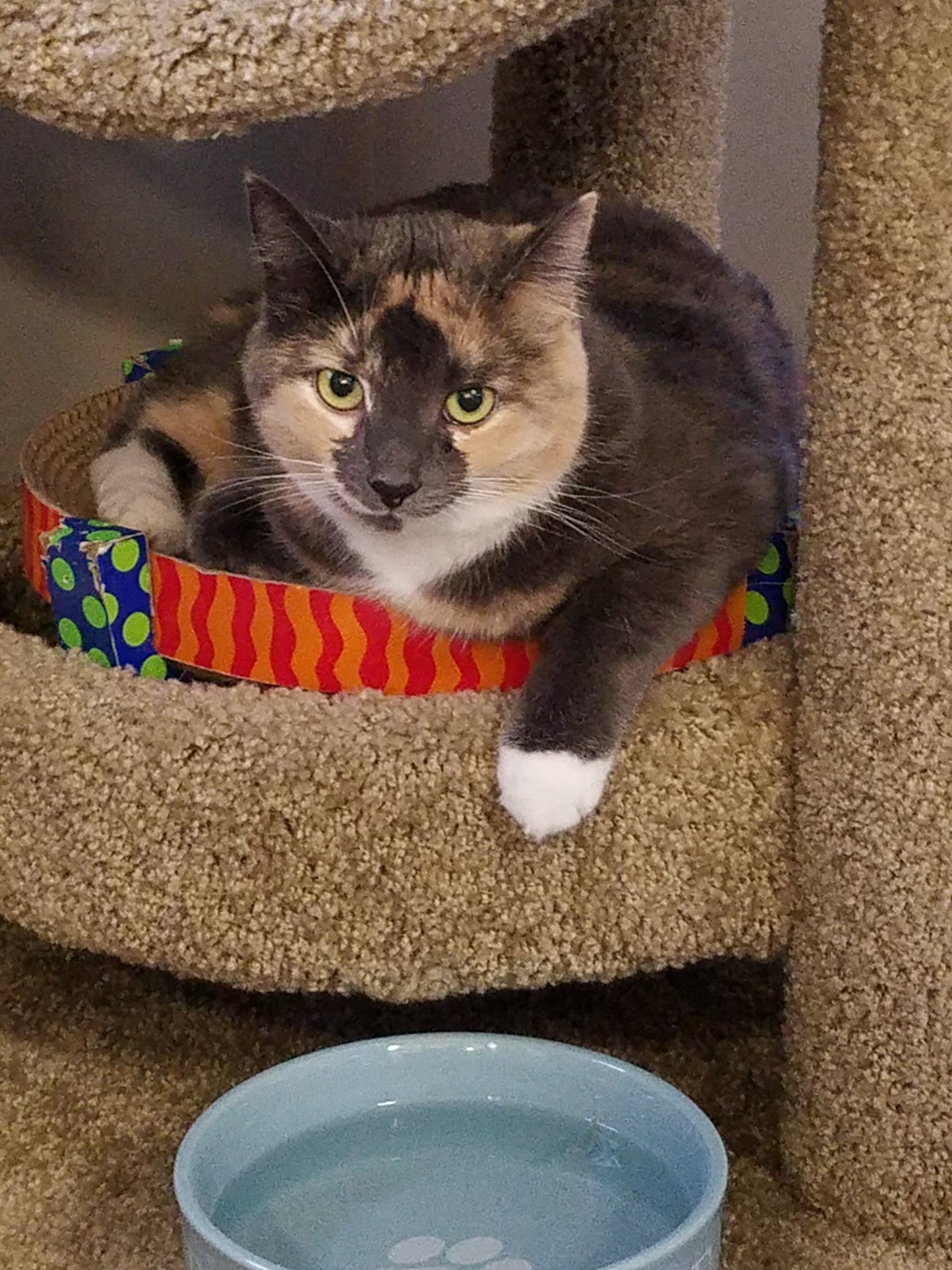 Sweet Pea (I cannot be adopted alone, but with my BFFs Abby & Aspen), an adoptable Dilute Calico in Redwood City, CA, 94062 | Photo Image 1