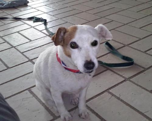 Dog For Adoption Sandy San Diego A Parson Russell Terrier In