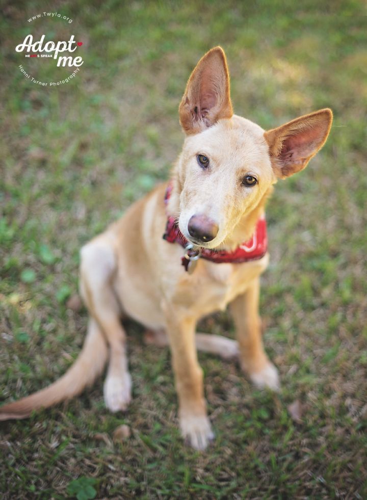Cinnabon, an adopted German Shepherd Dog & Australian Cattle Dog / Blue Heeler Mix in Kingwood, TX_image-5