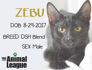 Zebu