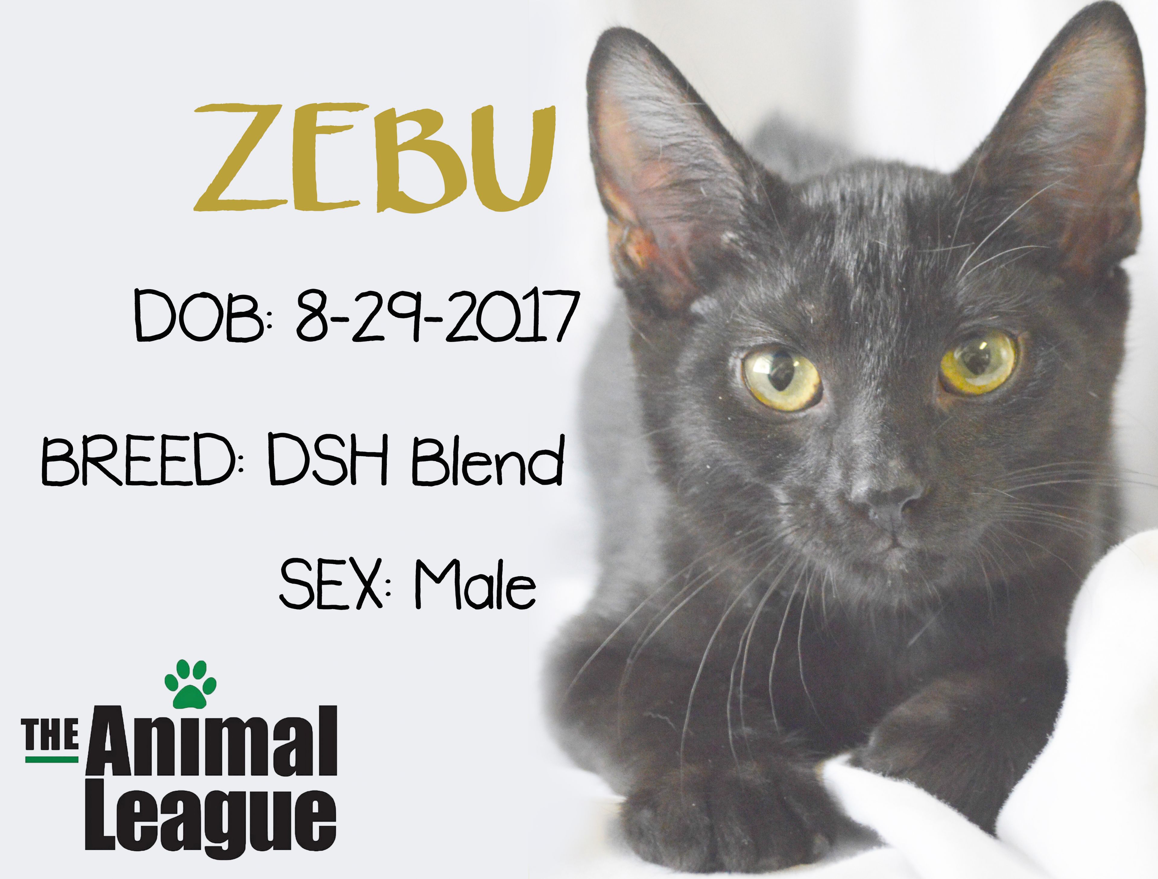 Zebu detail page