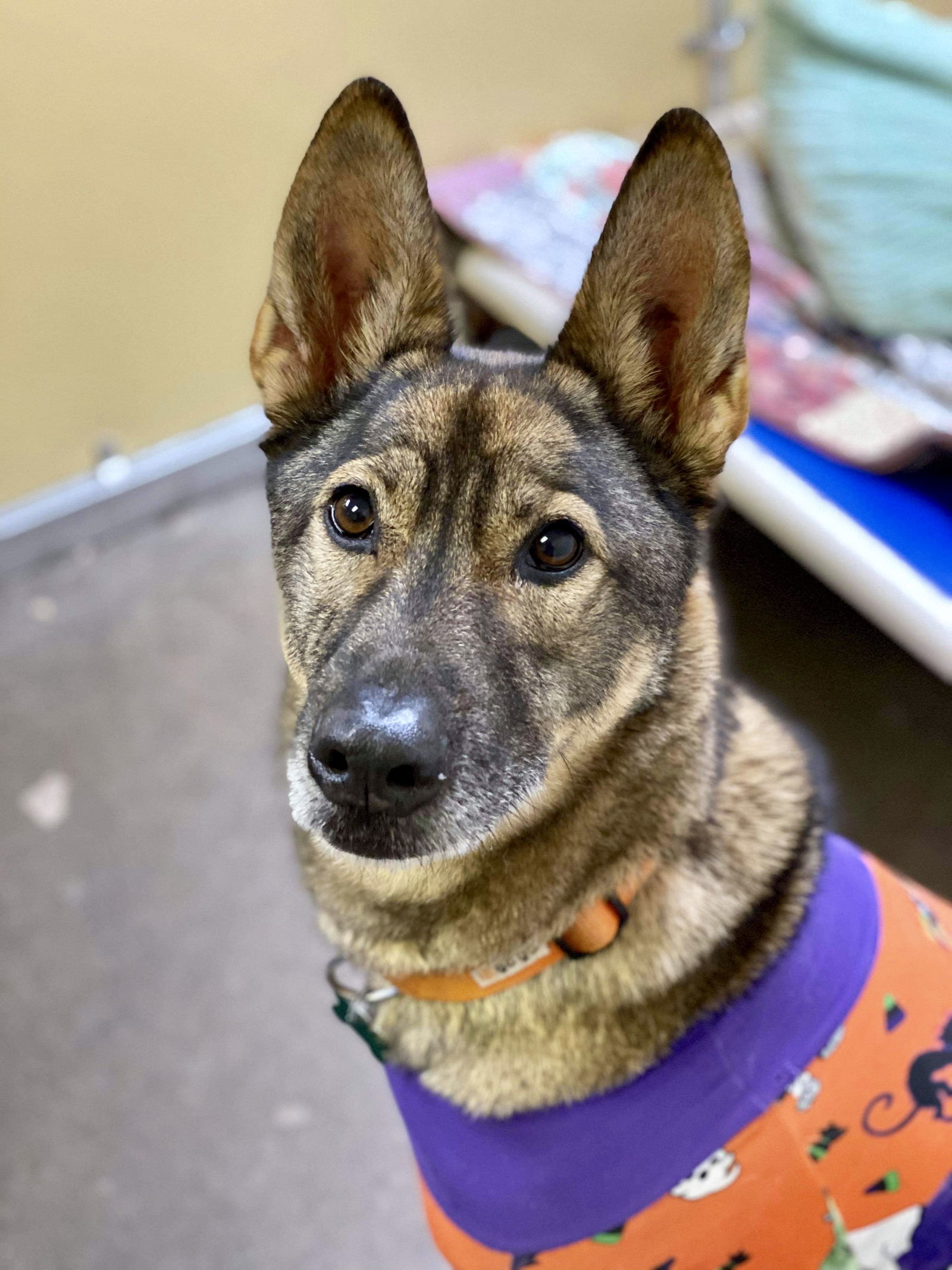 Barclay, an adoptable Shepherd in Cedar Rapids, IA, 52405 | Photo Image 1