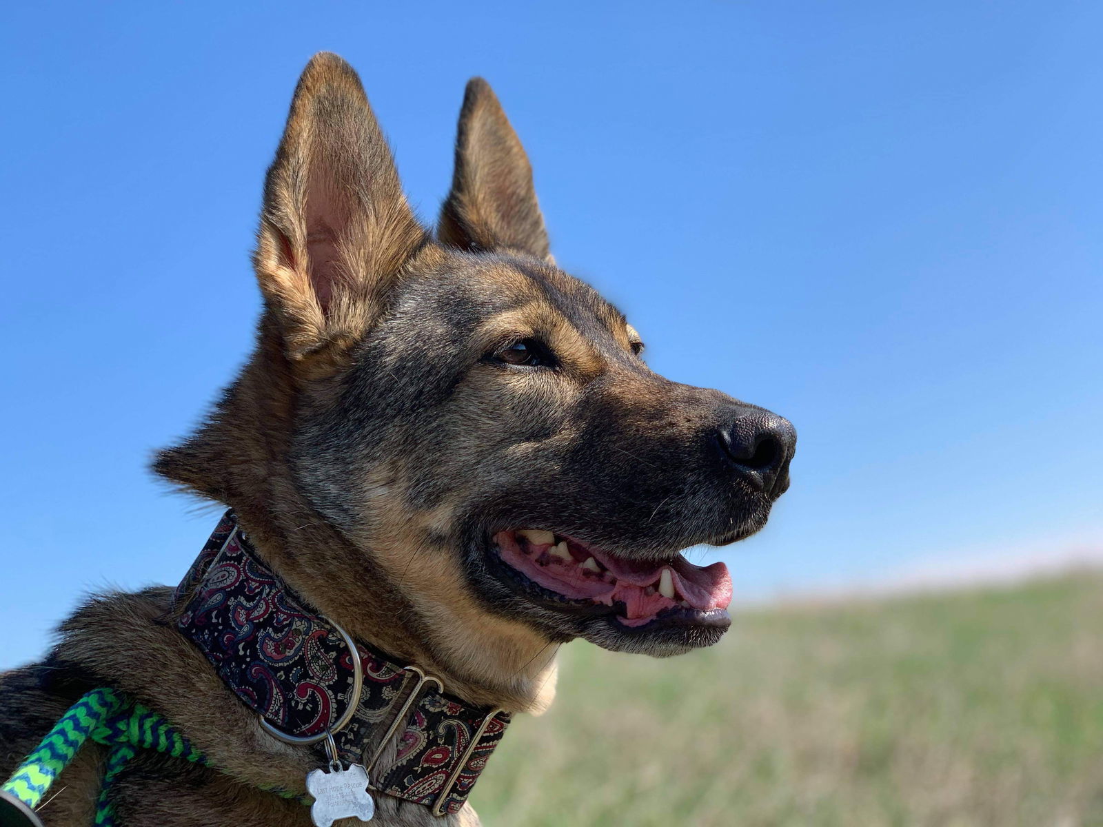 Barclay, an adoptable Shepherd in Cedar Rapids, IA, 52405 | Photo Image 2